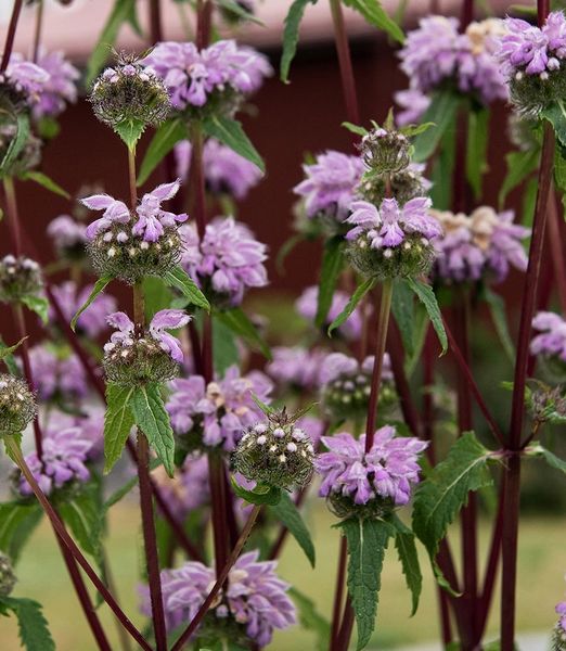 Phlomis tuberosa 'Bronze Flamingo'
